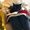 Czarny kot siedzący na Luxury cat christmas blanket on person