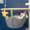Biały kot siedzący w hamaku Omlet Freestyle drzewo kotów od podłogi do sufitu oglądanie Omlet zabawka dla kota rozgwiazda