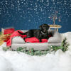 Czarny labrador na szarym łóżku z pianki memory w bożonarodzeniowej scenerii