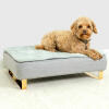Pies siedzący na Omlet Topology leGowisko dla psa z pikowaną nakładką i Gold nóżki z barierką