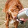 Pies zlizujący wodę z długich łap pies butelka na wodę