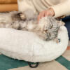 Kot leżący i łaskotany na Omlet Maya pączek łóżko dla kota w Snowpiłka białe i czarne łapy szpilki do włosów