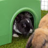 Zippi budka dla królików zielona