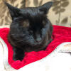 Kot odpoczywający na czerwonym Omlet kocyku dla kotów