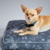 Chihuahua w designerskim poduszkowym leGowisku dla psa forest fall grey zaprojektowanym przez Omlet