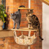 Dwa koty stojące na szczycie kryteGo hamaka na drzewie dla kota Freestyle 