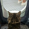 Kot siedzący w Maya kuweta dla kotów meble uzyskanie prywatności