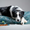 Pies odpoczywający w dużym poduszkowym leGowisku dla psów
