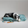Pies odpoczywający w dużym poduszkowym leGowisku dla psów