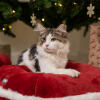 Kotek w Omlet świąteczne leGowisko dla kota