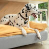 Pies dalmatyńczyk siedzący na Omlet Topology leGowisko dla psa z poduszką i białymi łapkami z włosia