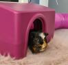 Kolorowa plamista świnka morska w różowej budce Omlet z rurką na puszystym dywanie w domu