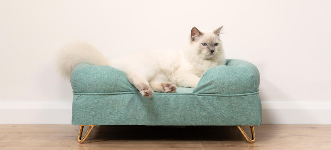Uroczy puszysty biały kot siedzący na teal blue memory foam cat bolster bed with Gold hairpin feet