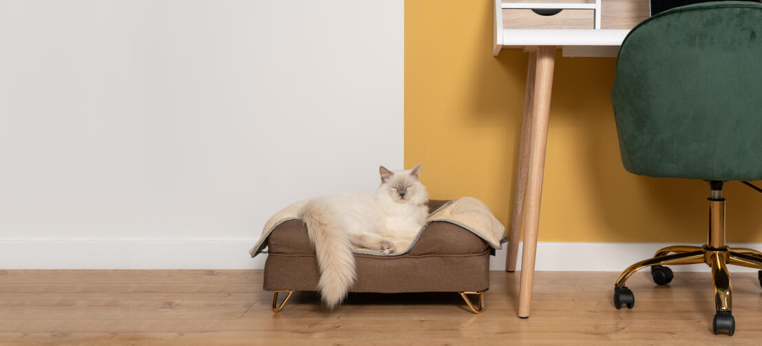 Uroczy biały puszysty kot siedzący na brązowym leGowisku z pianki memory z mosiężnymi łapkami