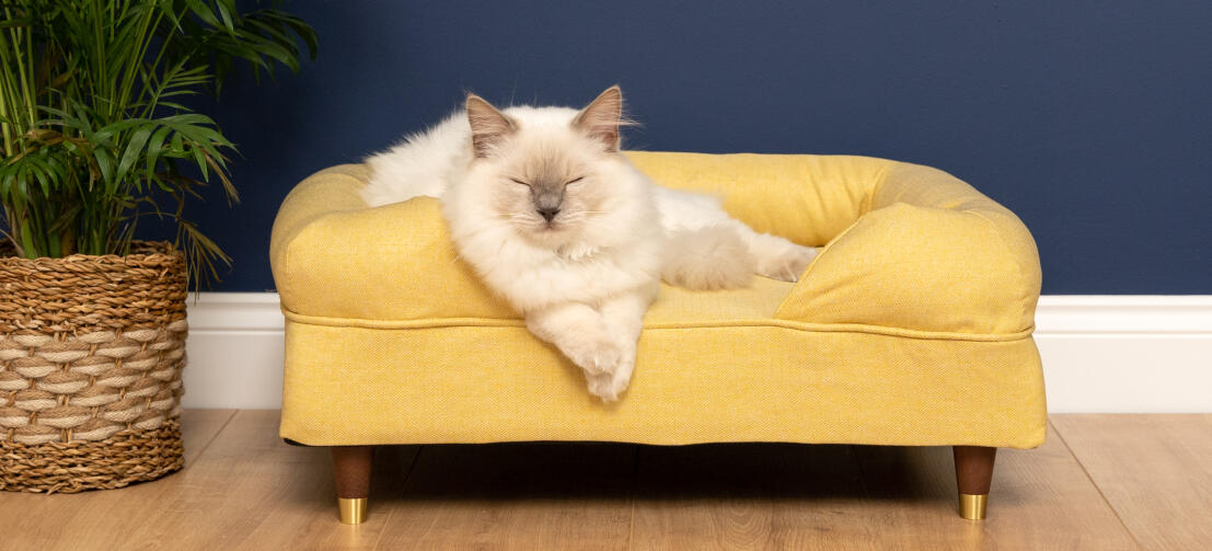 Uroczy biały puszysty kot siedzący na legowisku z pianki memory foam w kolorze żółtym z mosiężnymi łapkami