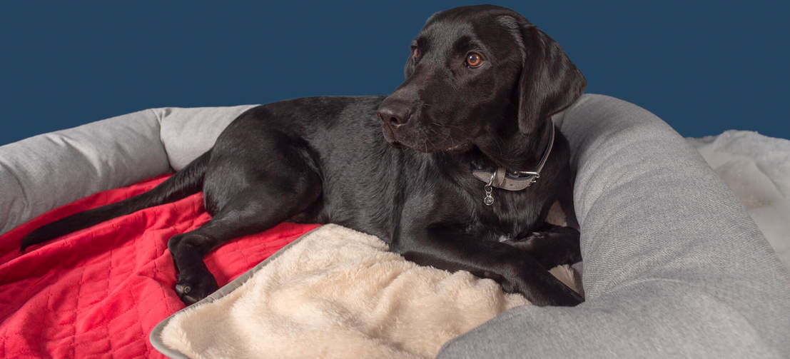 Labrador Roger uwielbia otulać się czerwonym kocem w kolorze poinsecji w swoim dużym legowisku z zagłówkiem.