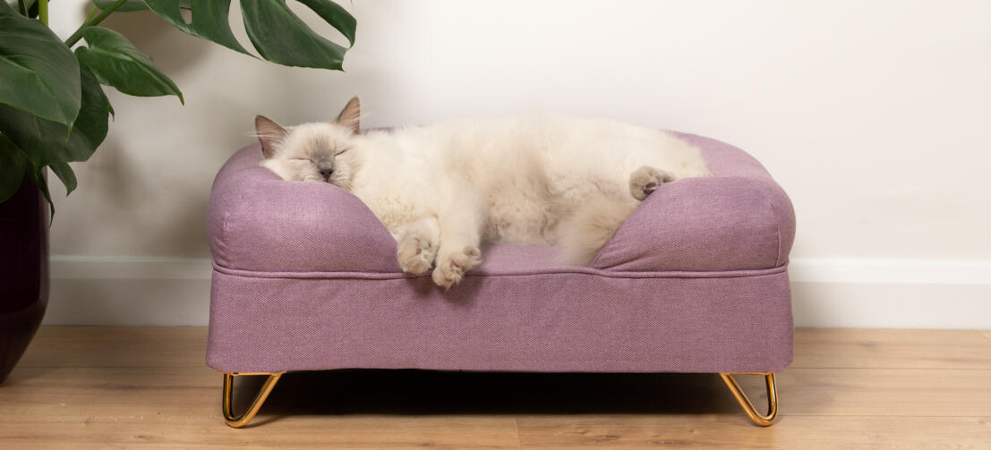 śliczny puszysty biały kot śpiący na lawendowo-liliowym leGowisku z pianki memory foam dla kotów z Gold nóżki do włosów