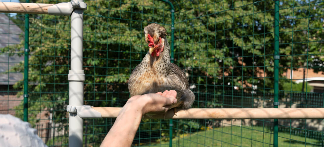 Kurczak siedzący na Poletree system rozrywki dla kurczaków, podczas gdy osoba trzyma Go za rękę