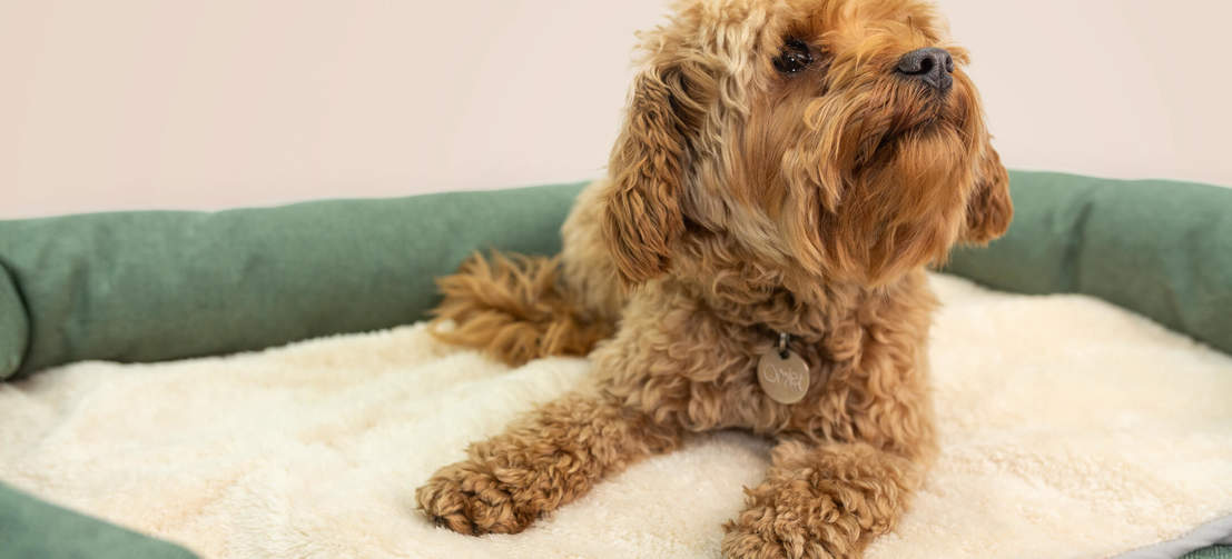 Twój pies pokocha wyjątkowy komfort i przytulność tych legowisk, zapewniających głęboki sen na długie lata.