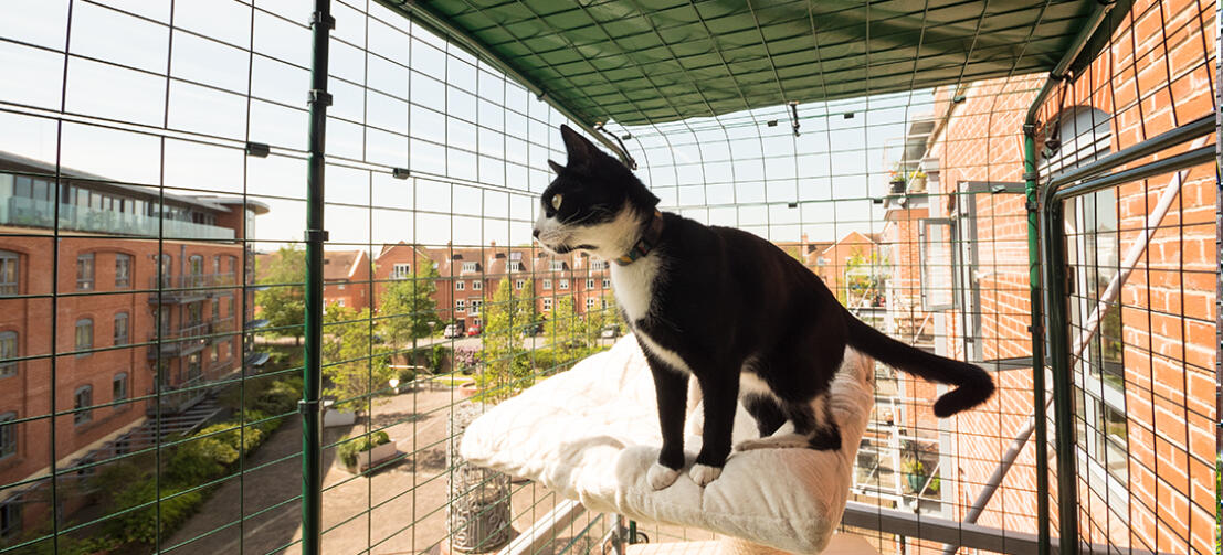 Czarno-biały kot stał na łóżku na balkonie z wybiegiem dla kotów