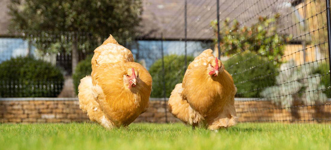 Dwie żółte kury chodzące wewnątrz siatki na kurczaki