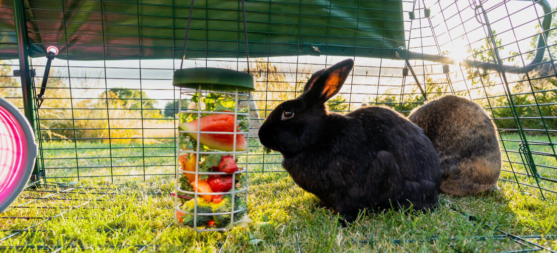 Czarny króliczek jedzący liście i plasterki arbuza z uchwytu na smakołyki Caddi zawieszonego wewnątrz wybiegu.