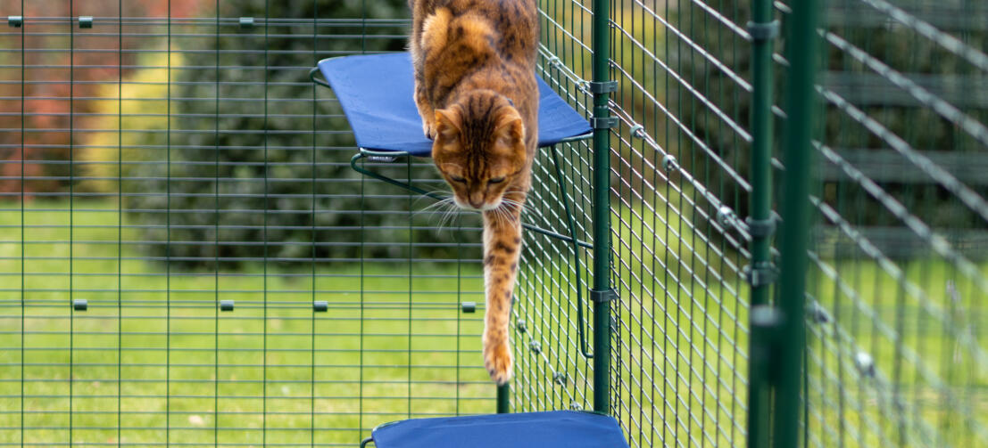 Kot skaczący z półki dla kota z materiału w Omlet wybieg dla kotów na zewnątrz