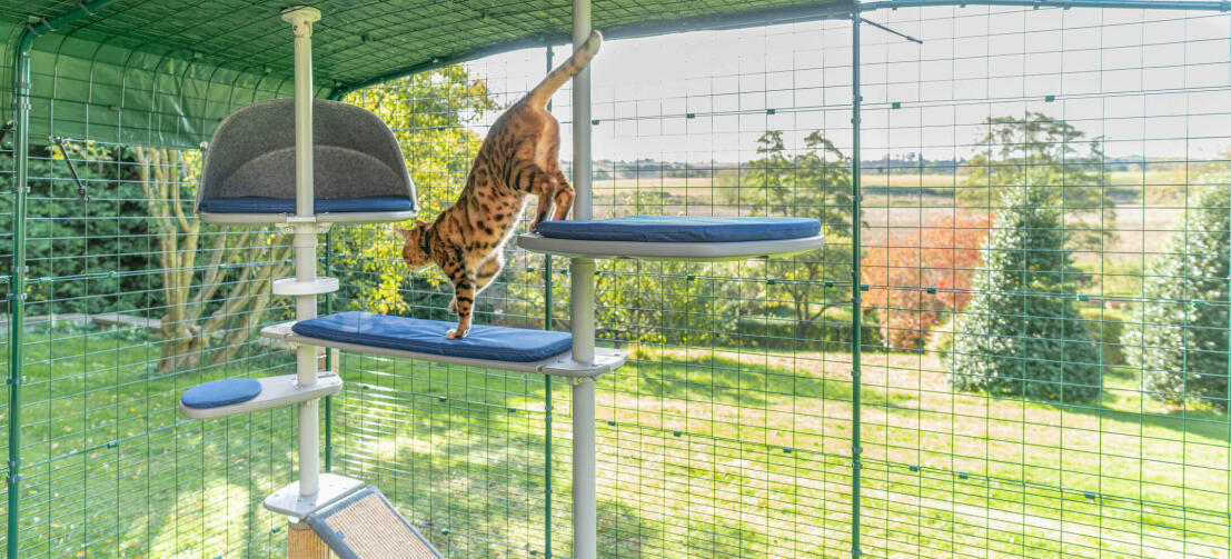 Kot bawiący się wewnątrz Omlet zewnętrzne catio bezpieczny zewnętrzny wybieg dla kotów i Freestyle zewnętrzne drzewko dla kotów