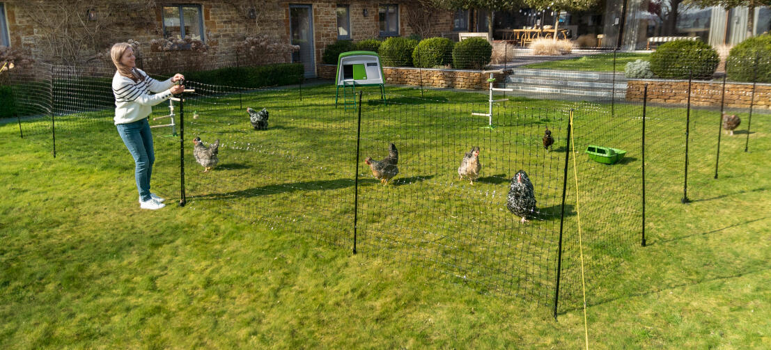 Kurczaki ogrodzone za pomocą Omlet's chicken fencing