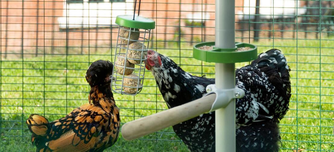 Kurczaki dziobiące kulki smakołyków w Caddi uchwyt na smakołyki zawieszony na drabinie grzędowej dla kurcząt Poletree