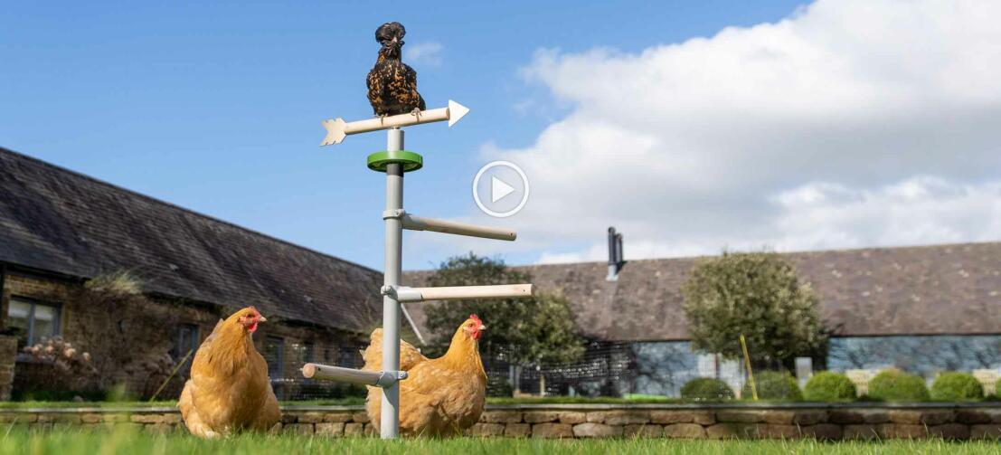 https://www.omlet.com.pl/images/cache/1107/503/chickens-perching-in-the-garden-in-the-universal-chicken-roost_f529fb3d.jpg