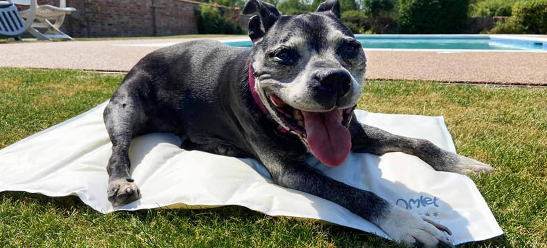 Szczęśliwy pies chłodzący się przed słońcem na macie chłodzącej