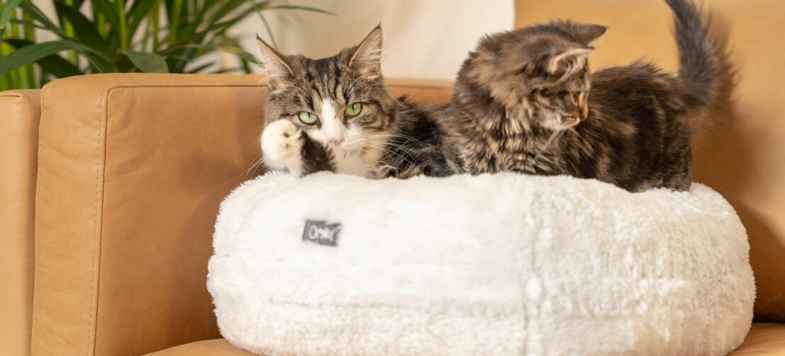 Dwa koty leżące na Snowpiłka biała Luxury miękkie leGowisko pączek dla kota