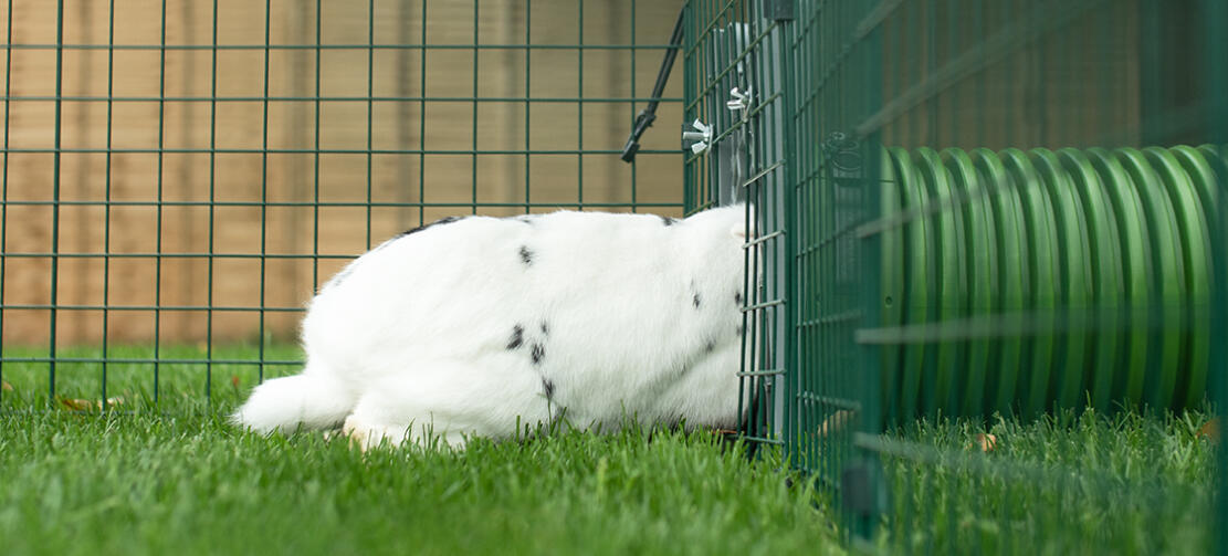 Możesz bezpiecznie połączyć z każdym typem wybiegu dla królików za pomocą ramy drzwiowej Zippi i łącznika