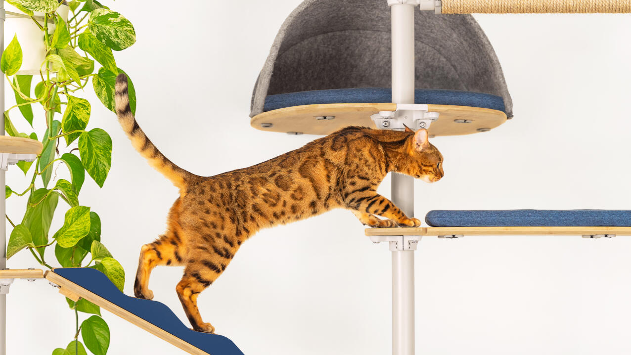 Kot rozciągający się od platformy do rampy na drapaku Freestyle 