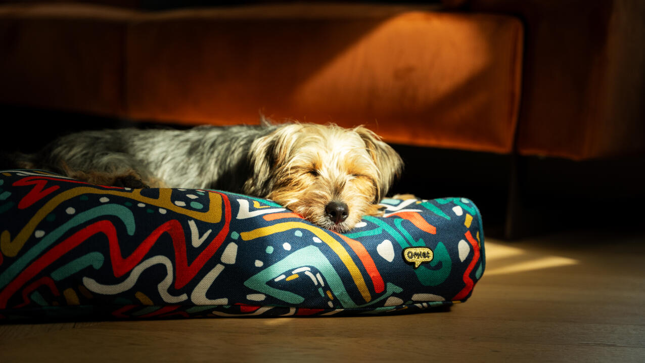 Pies odpoczywający na poduszkowym leGowisku dla psa.