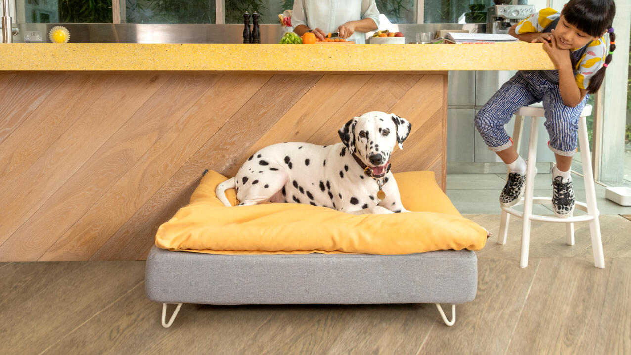 Dalmatyńczyk na leGowisku Topology z żółtą poduszką beanbag w nowoczesnej kuchni