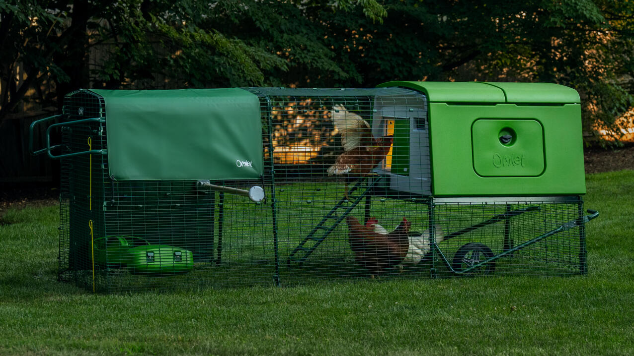 Kurczaki w kurniku Eglu Cube z wybiegiem w ogrodzie