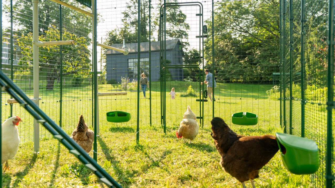 Kurczaki wewnątrz wybiegu z karmnikami i grzędami, z rodziną bawiącą się w tle.