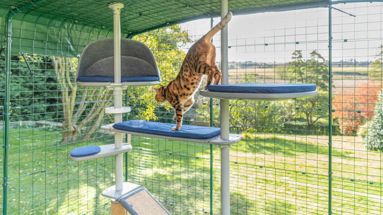 Kot wspinający się po schodkach przymocowanych do drapaka Freestyle 