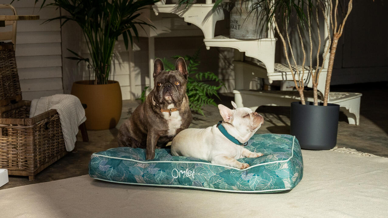 Dwa psy siedzące na poduszkowym leGowisku.