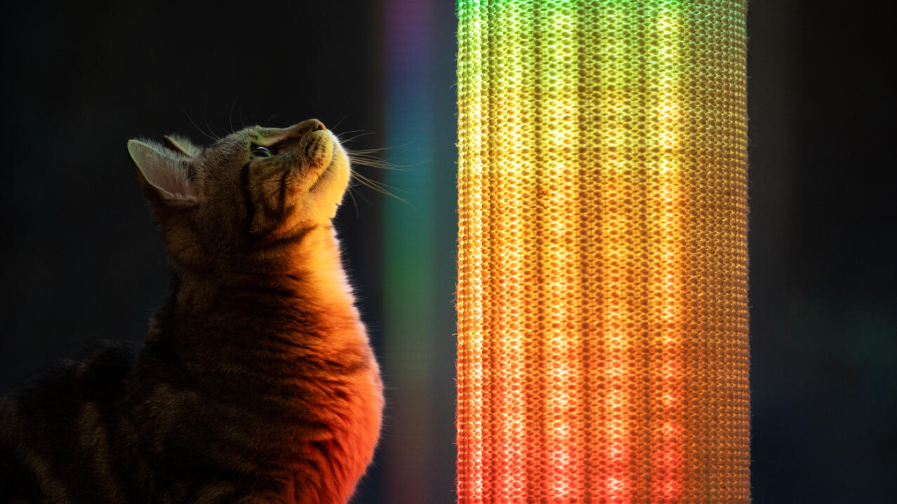 Drapak dla kota Switch - kot obserwuje tęczowe oświetlenie drapaka dla kota 
