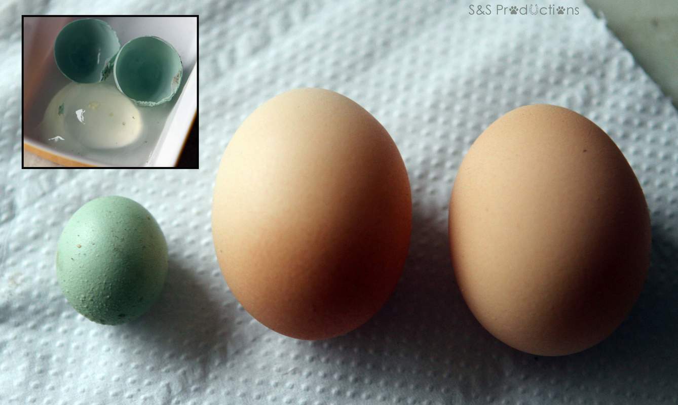 Domowa inkubacja jaj - Fermo