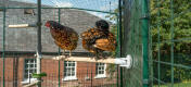Dwa kurczaki siedzące na Poletree system rozrywki dla kurcząt podłączony do Omlet wybieg dla kurcząt