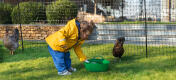 Dziewczyna karmiąca kurczęta przez Omlet ogrodzenie dla kurcząt