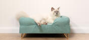 Uroczy puszysty biały kot siedzący na teal blue memory foam cat bolster bed with Gold hairpin feet