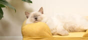 Uroczy biały puszysty kot siedzący na leGowisku dla kota z pianki memory foam mellow yellow
