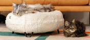 Kot odpoczywający na Luxurious soft donut cat bed in Snowball white colour with metal black hairpin designer feet