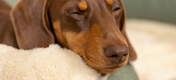 Luksusowy kremowy kocyk szerpa jest wyjątkowo miękki, aby Twój pies mógł się w niego wtulić przed snem.