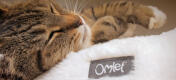 Zbliżenie kota śpiąceGo na przytulnym Maya pączkowym leGowisku dla kotów